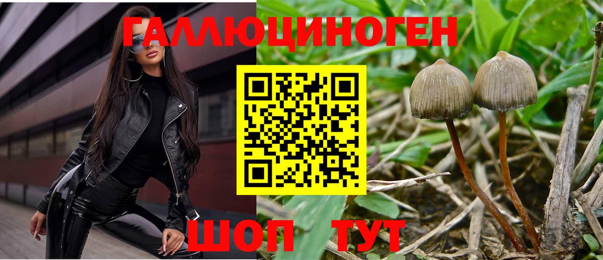 Якутск  Псилоцибиновые грибы Psilocybe  Вход с VPN 